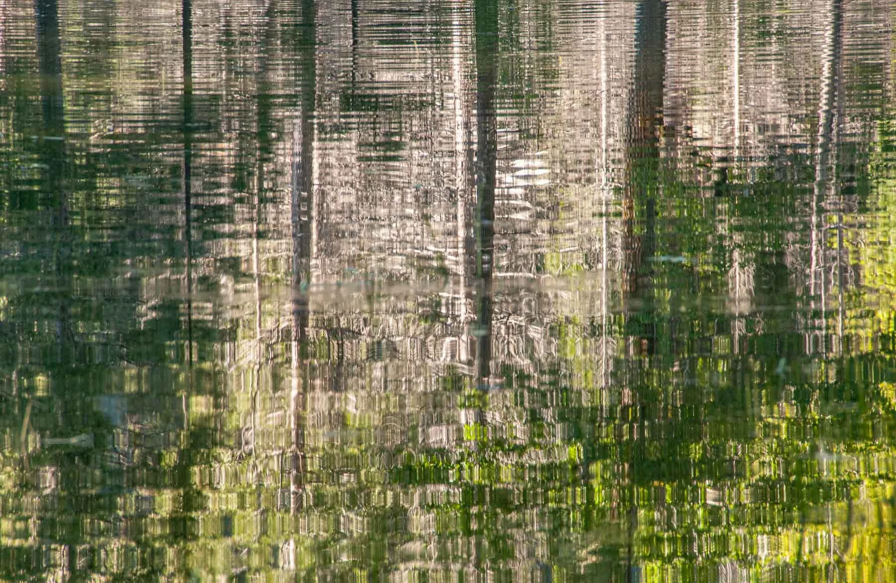 Trees reflecting in a pond captured by Raj Sarda Photography