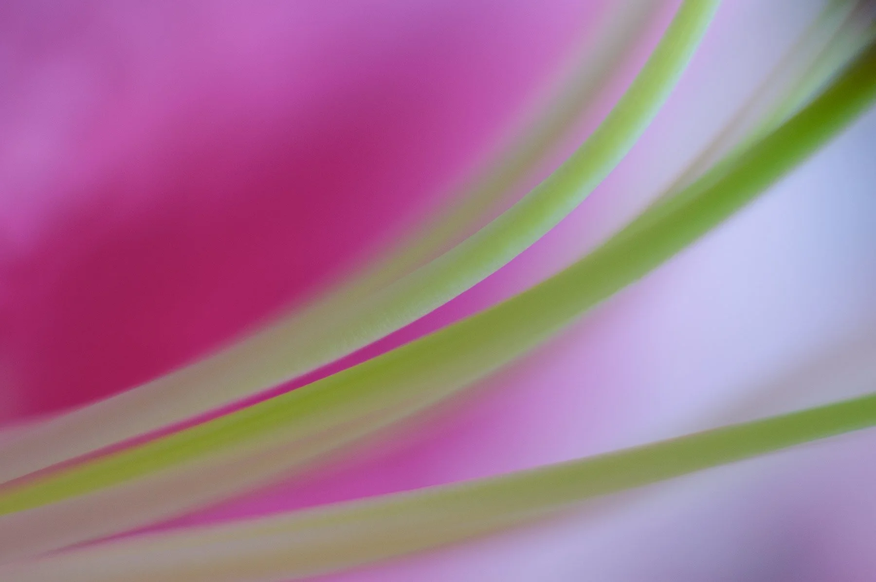 Closeup image of a lily stamen  captured by Raj Sarda Photography