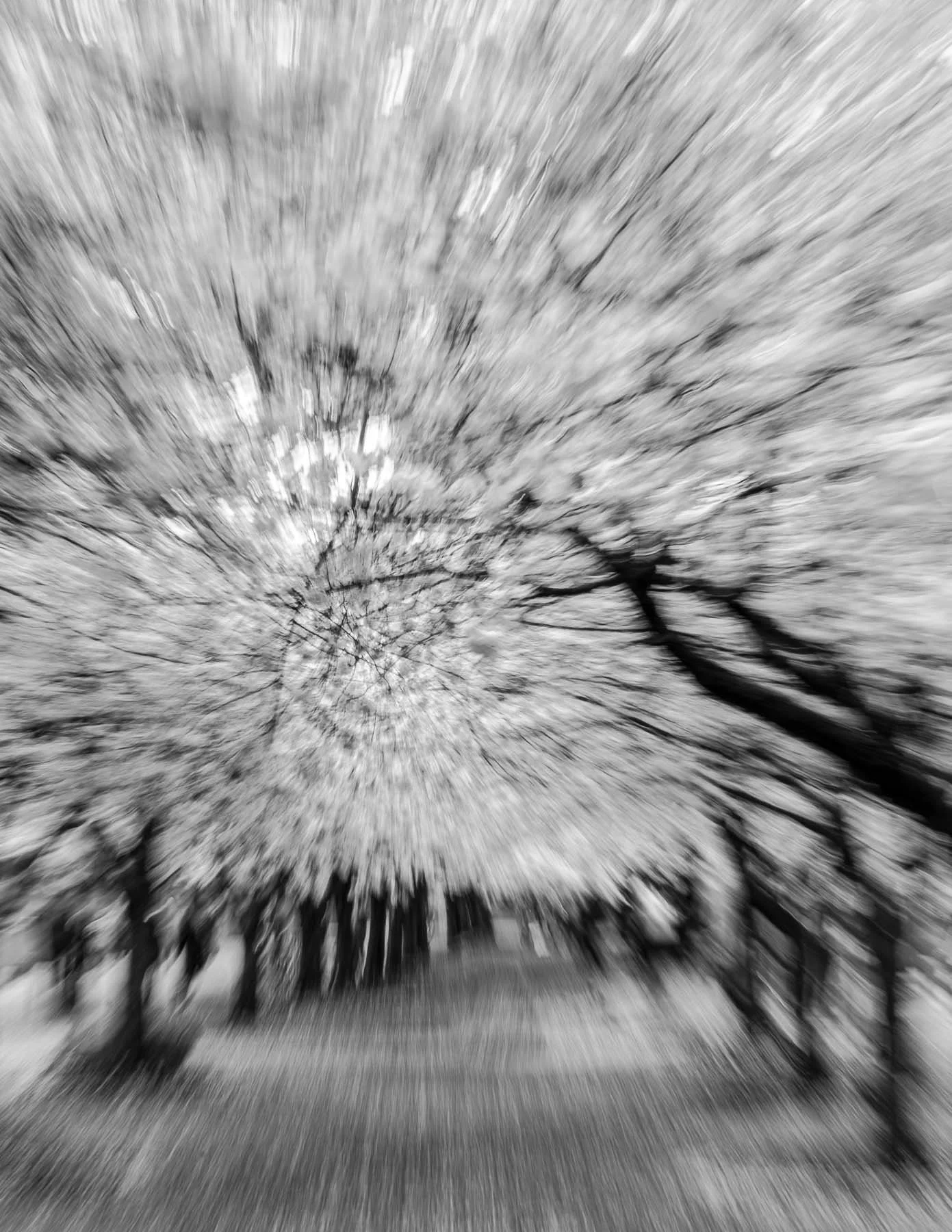 ICM, intentional camera movement, cherry trees in bloom captured by Raj Sarda Photography