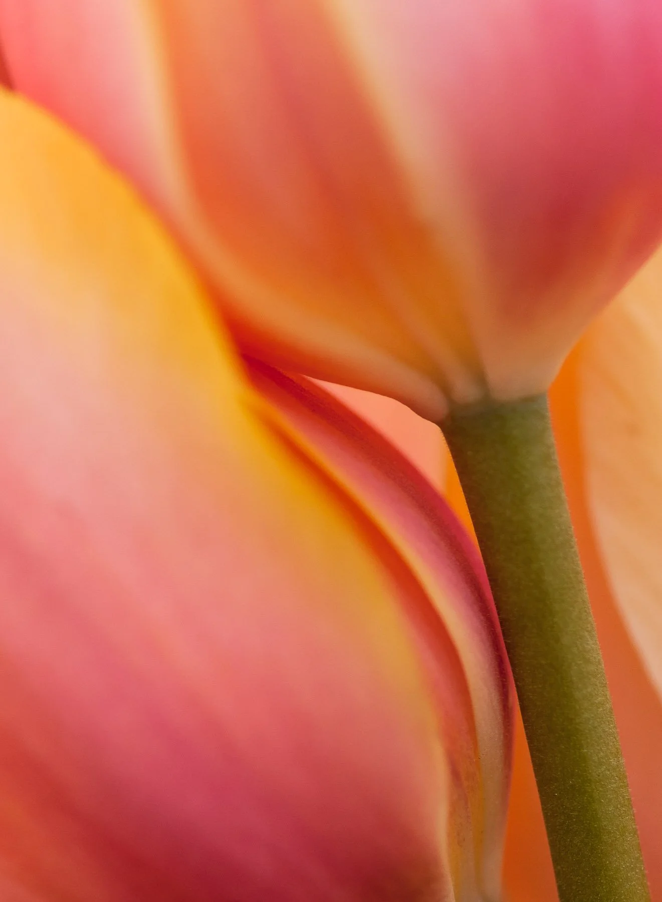 A bouquet of tulips close up captured by Raj Sarda Photography