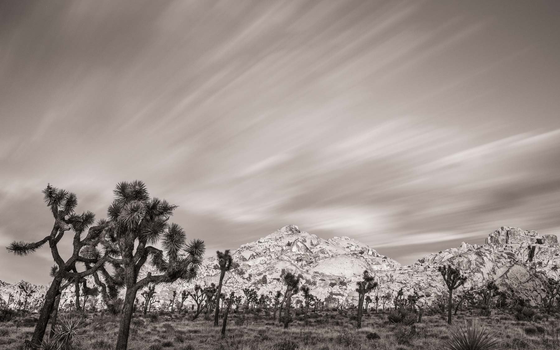 Long exposure of Joshua trees captured by Raj Sarda Photography