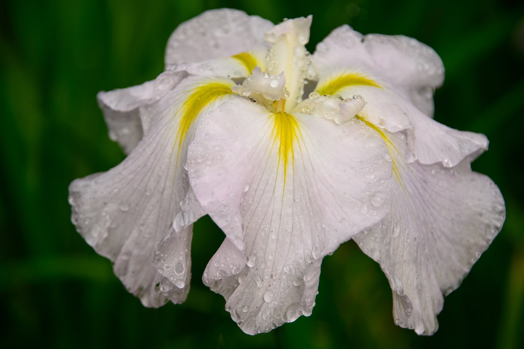 An iris bloom with raindrops captured by Raj Sarda Photography