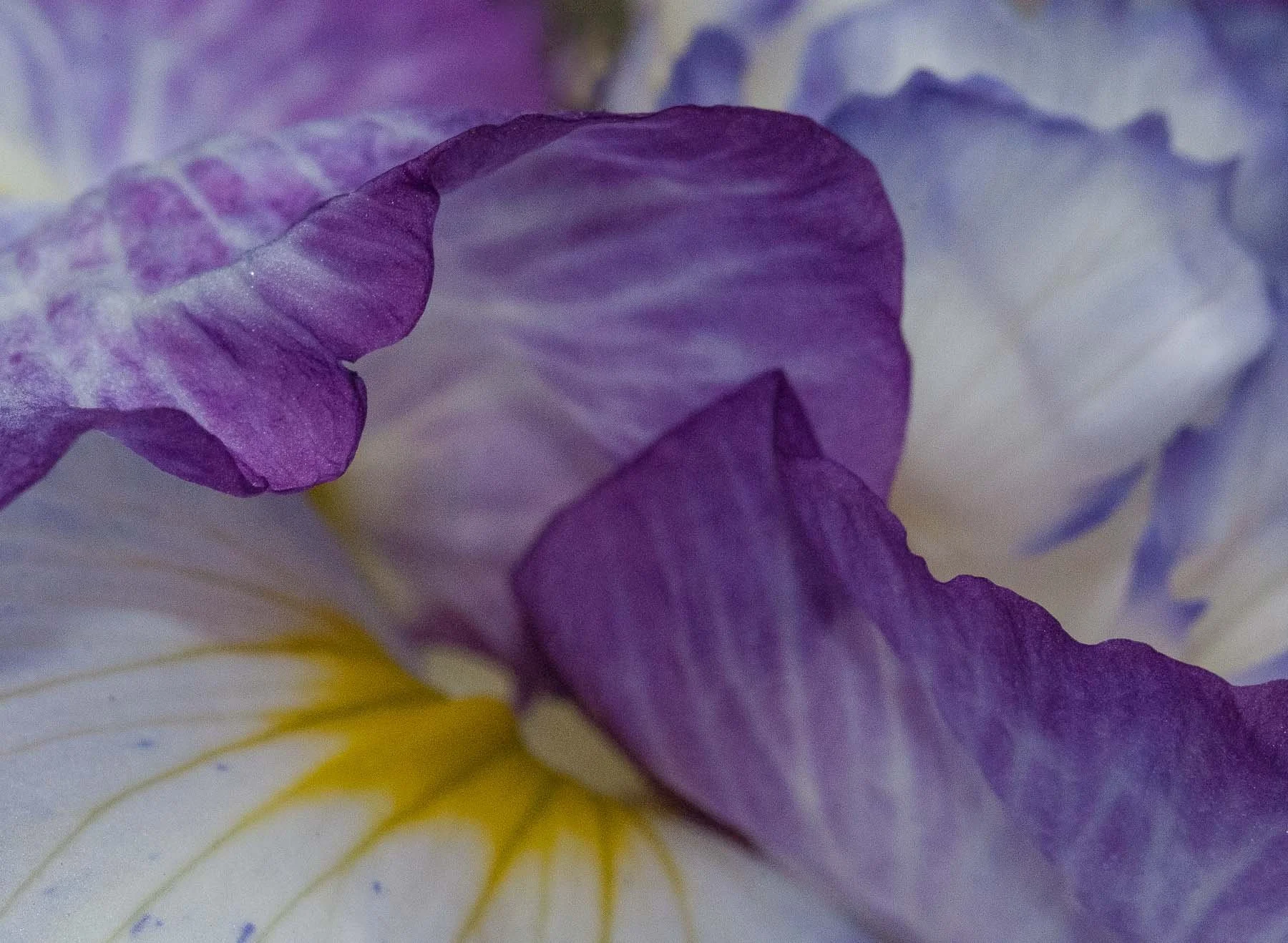 Close up of an iris bloom captured by Raj Sarda Photography