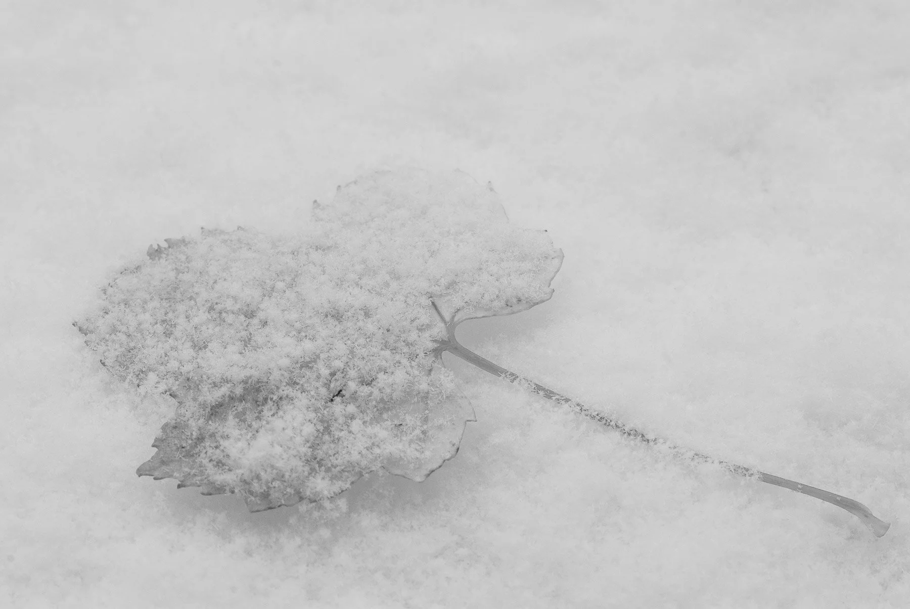 A fallen maple leaf covered in snow captured by Raj Sarda Photography