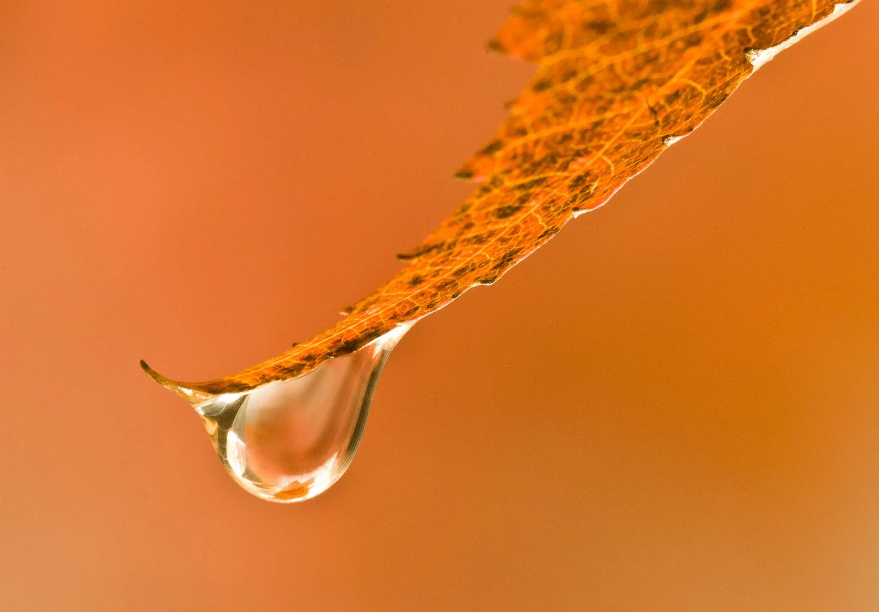A water drop in balance  captured by Raj Sarda Photography