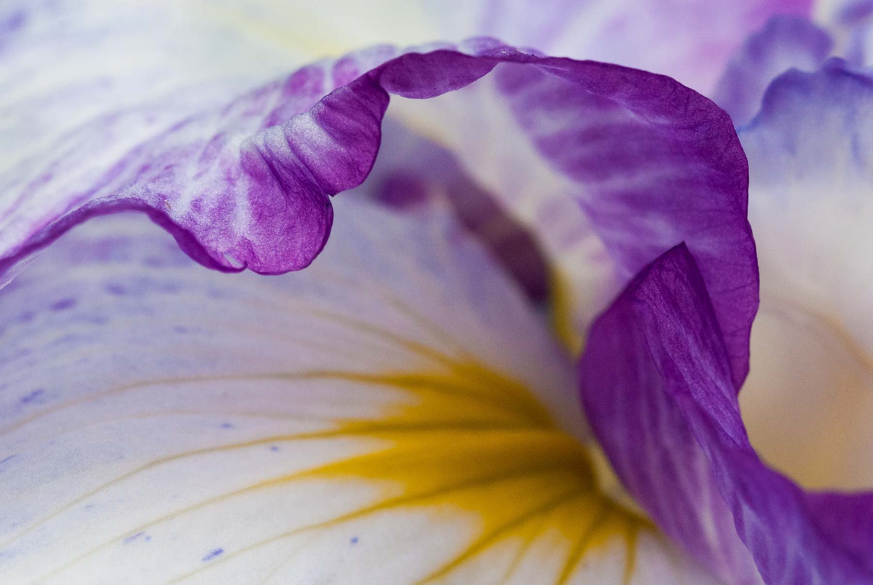Extreme close up of an iris bloom captured by Raj Sarda Photography