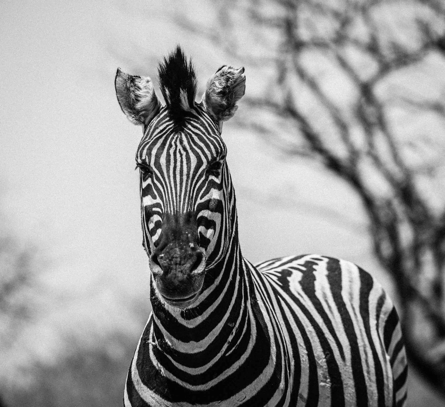 Head shot of a zebra captured by Raj Sarda Photography