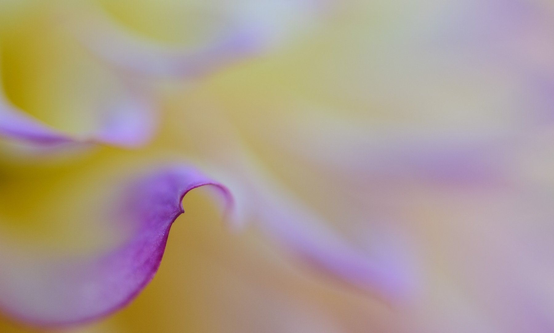 Extreme close up of dahlia purple petal tip captured by Raj Sarda Photography