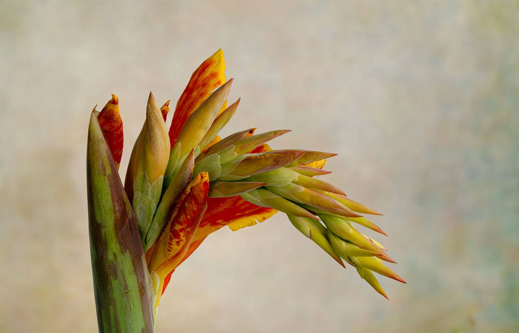 A canna lily in its bud stage captured by Raj Sarda Photography