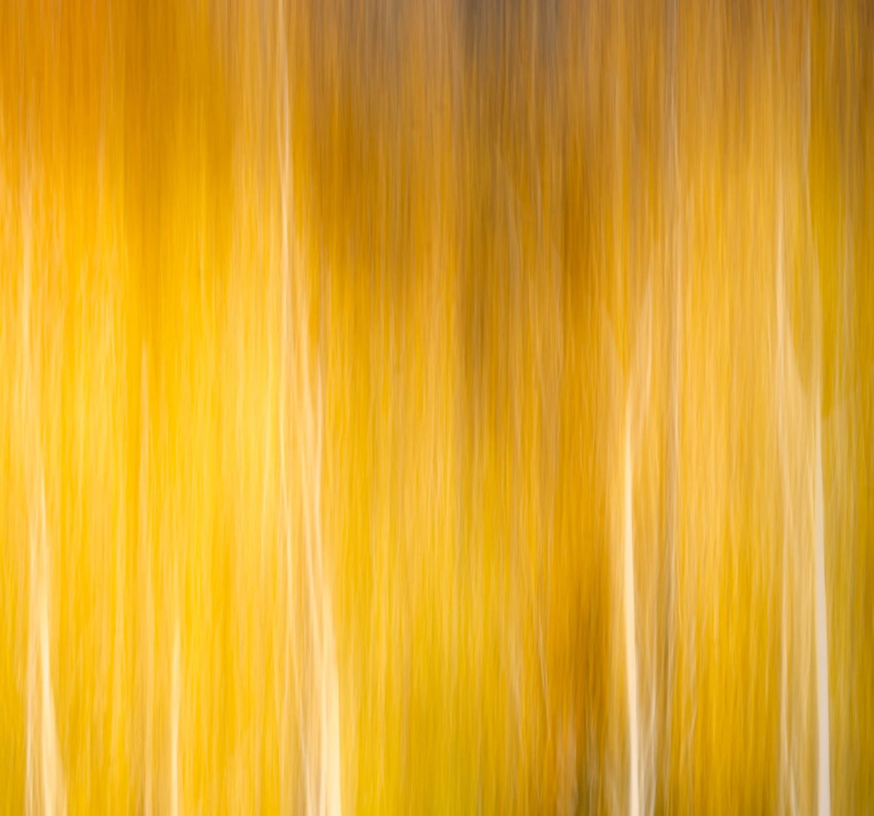 ICM, intentional camera movement, aspen trees in autumn captured by Raj Sarda Photography