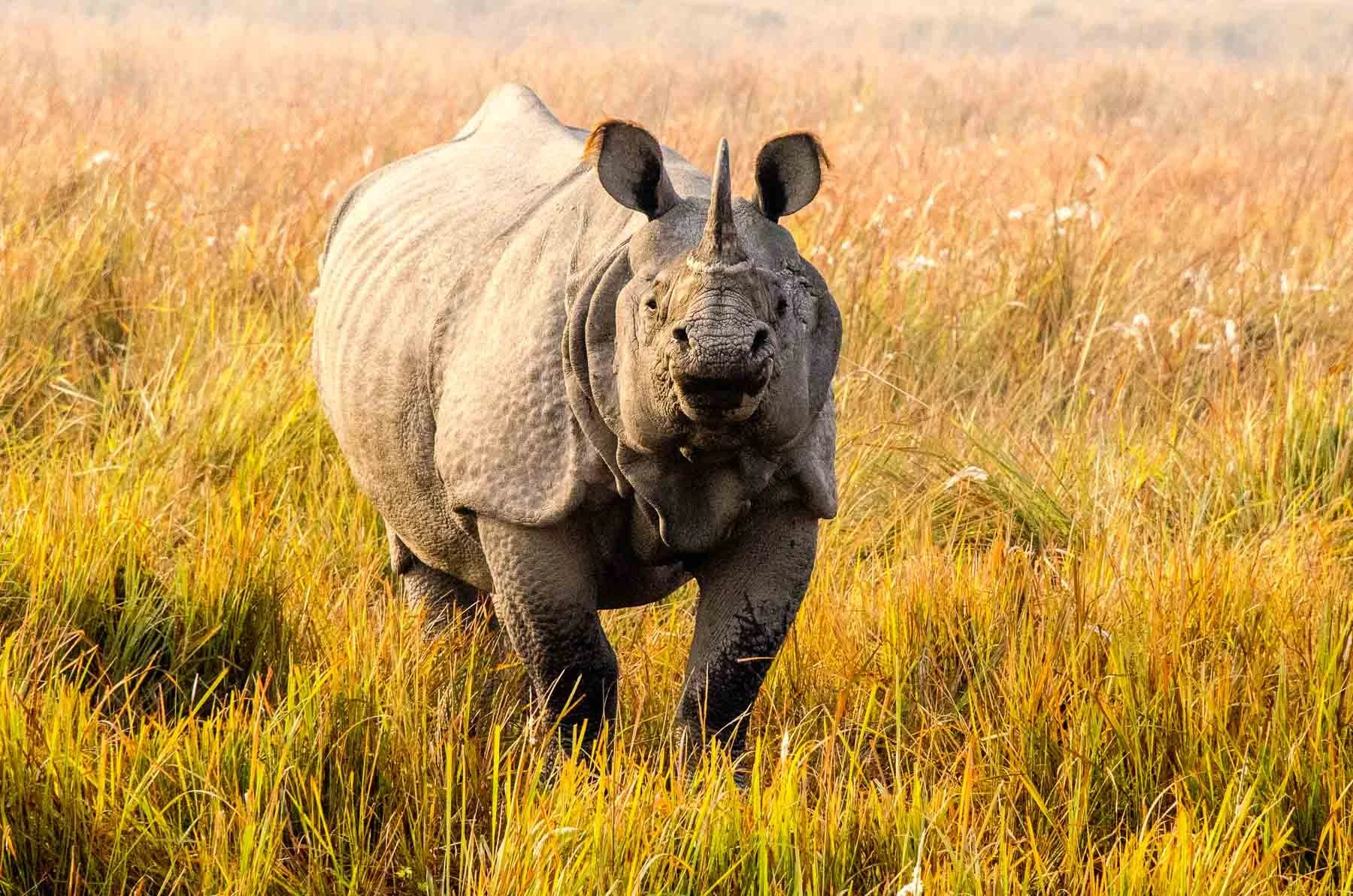 One-horned Indian Rhino captured by Raj Sarda Photography