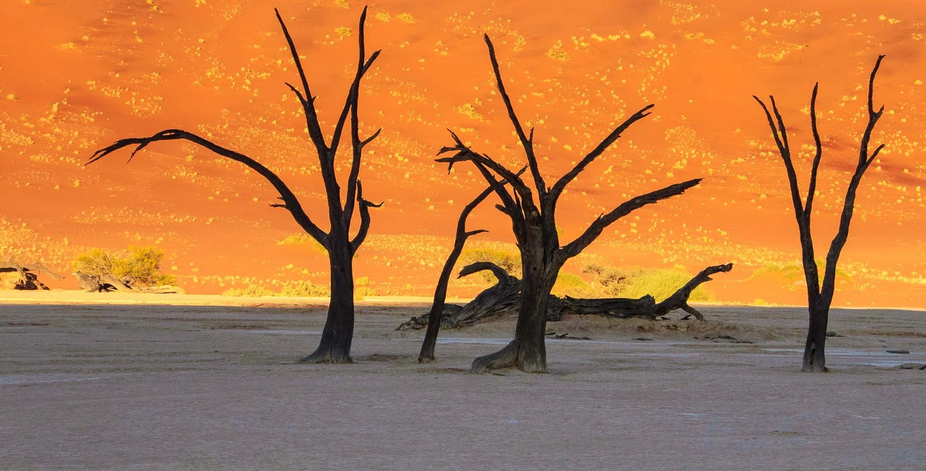 Early morning ghost trees against a dune captured by Raj Sarda Photography