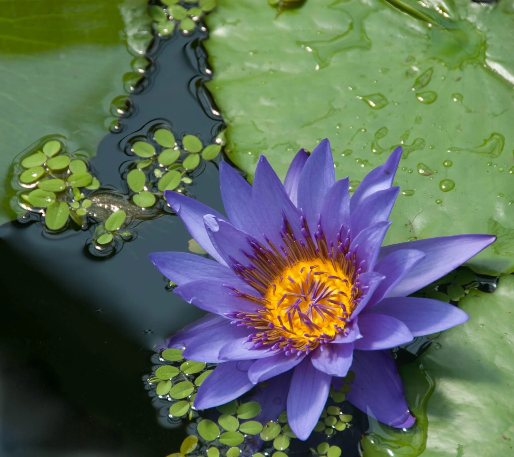 A water lily in a pond captured by Raj Sarda Photography