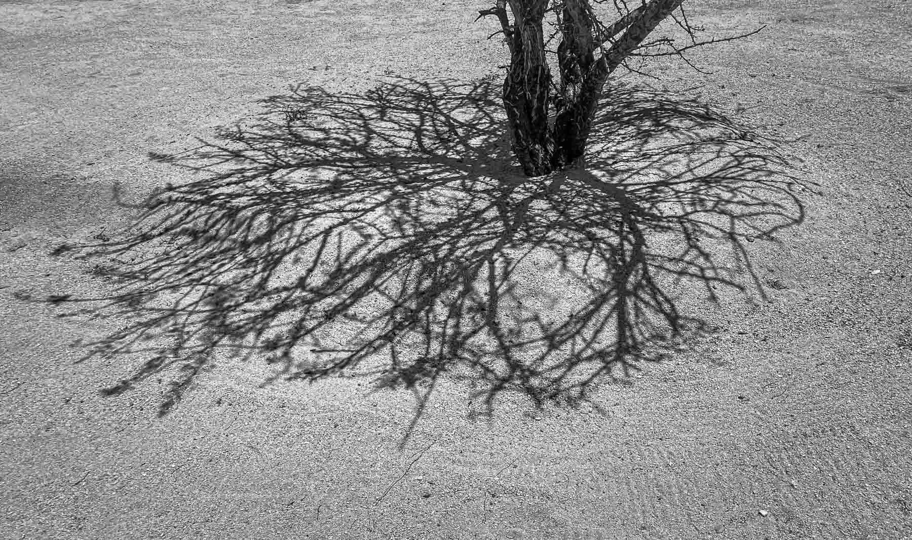 A tree trunk with shadows of branches captured by Raj Sarda Photography