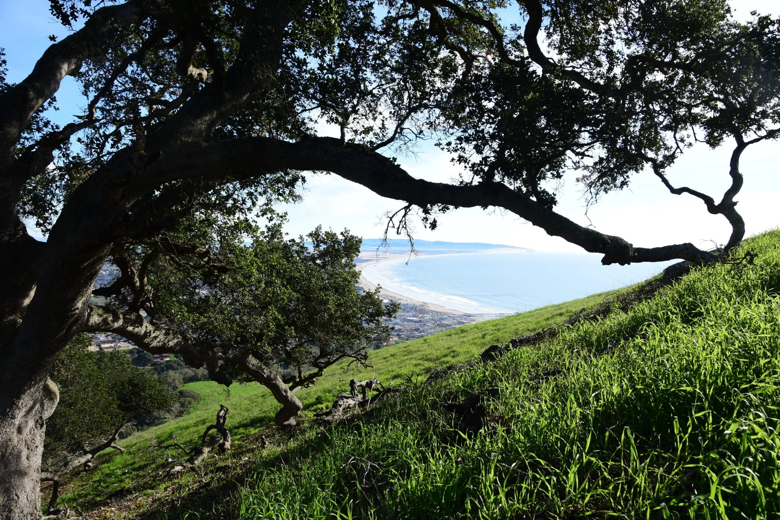 Pismo Preserve Hike
