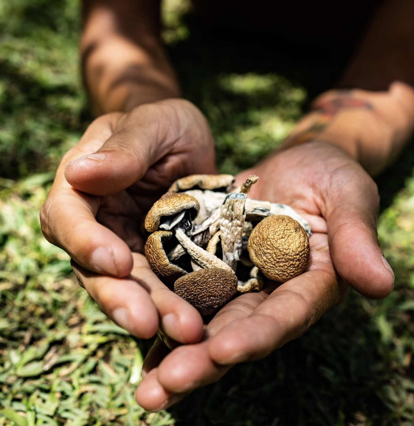 Human hands holding a collection of wild mushrooms found outdoors on grass.