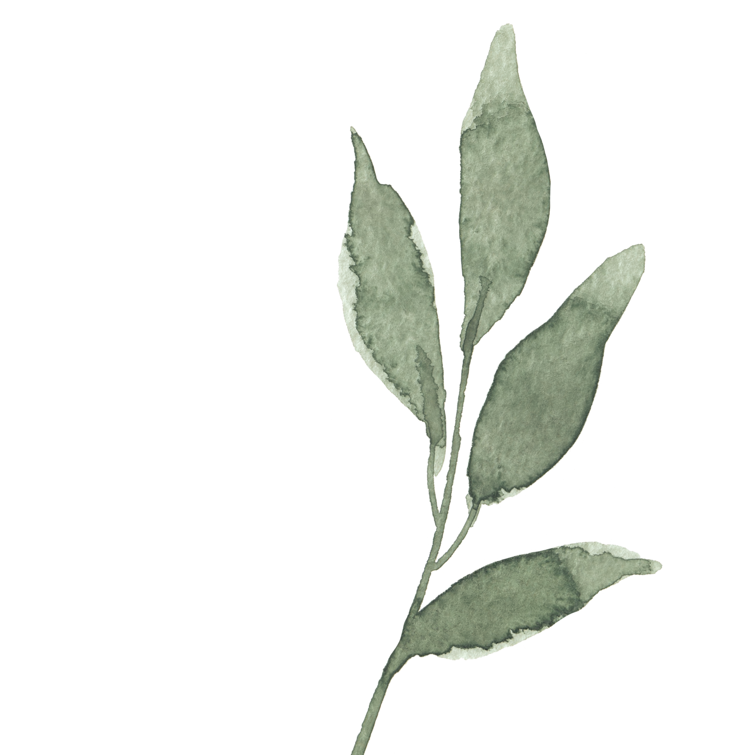 Green branch with leaves in watercolor style
