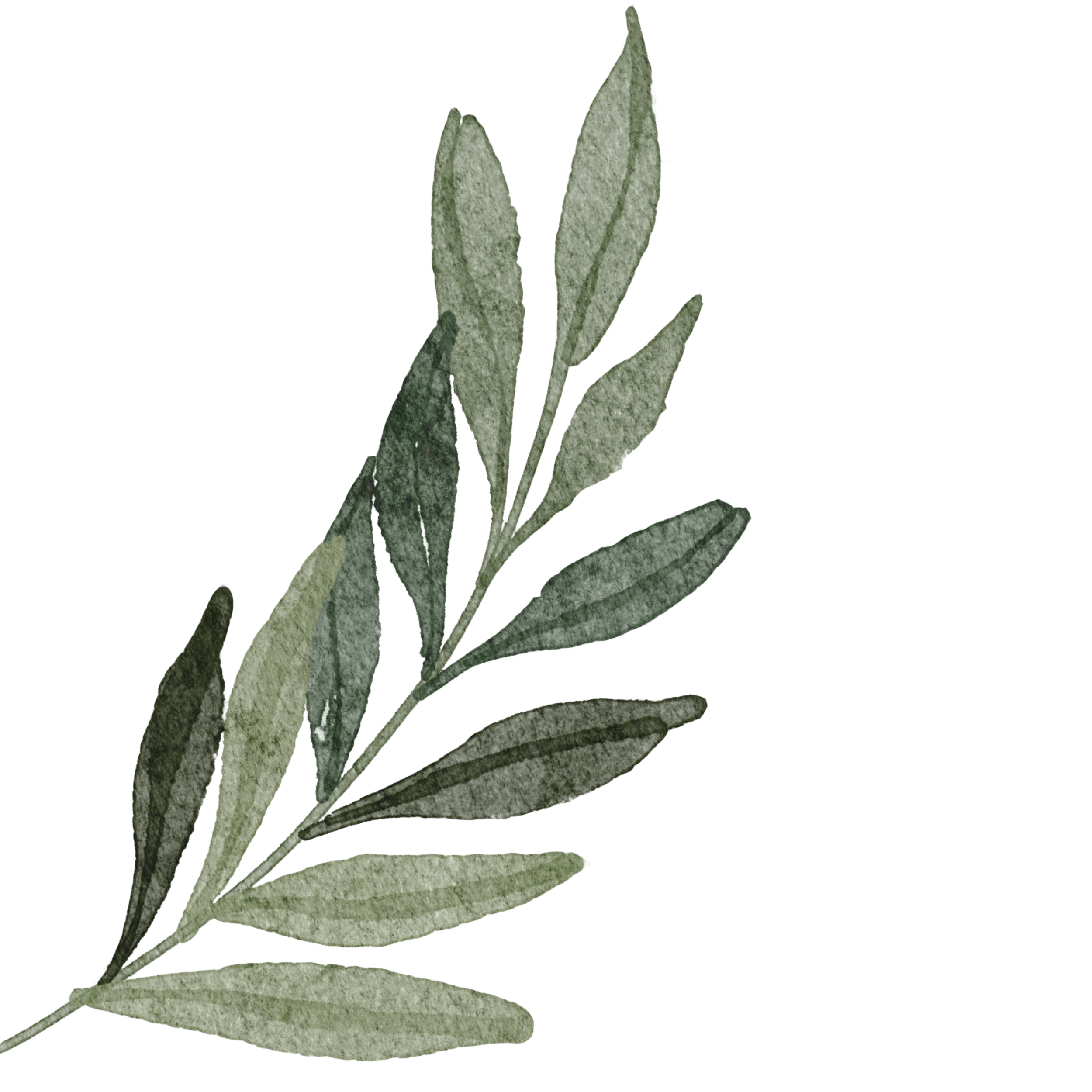 Green branch with leaves in watercolor style
