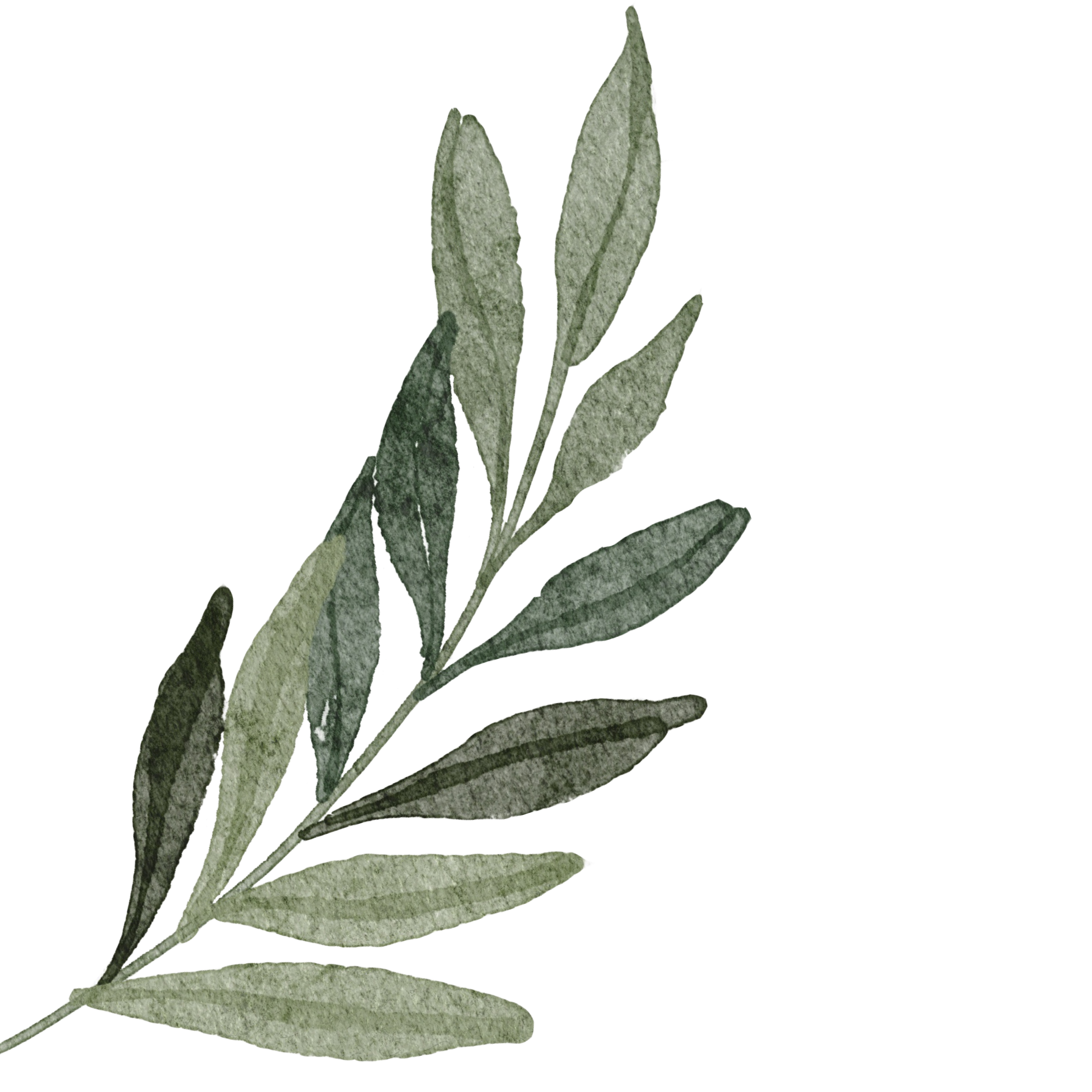 Green branch with leaves in watercolor style