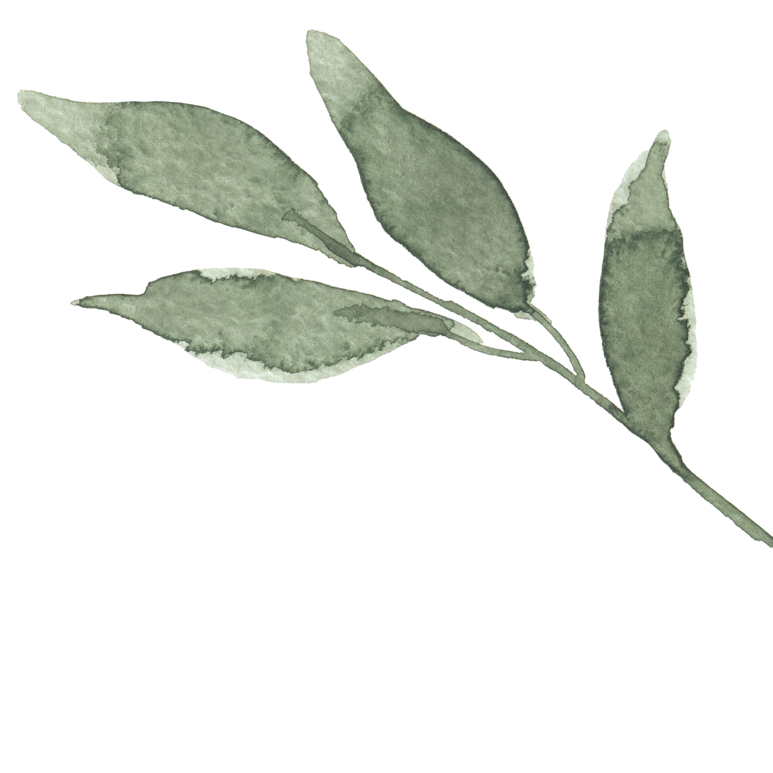Green branch with leaves in watercolor style