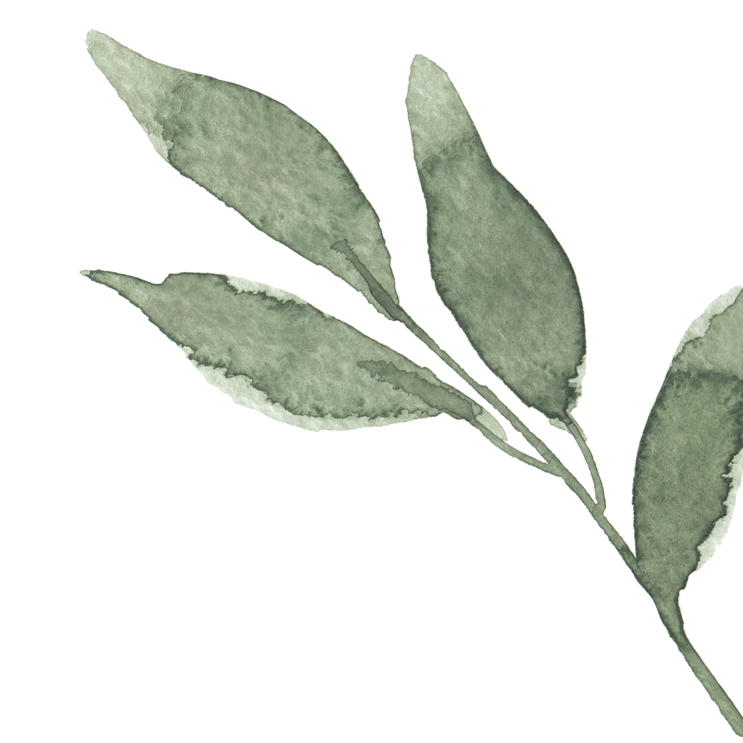 Green branch with leaves in watercolor style