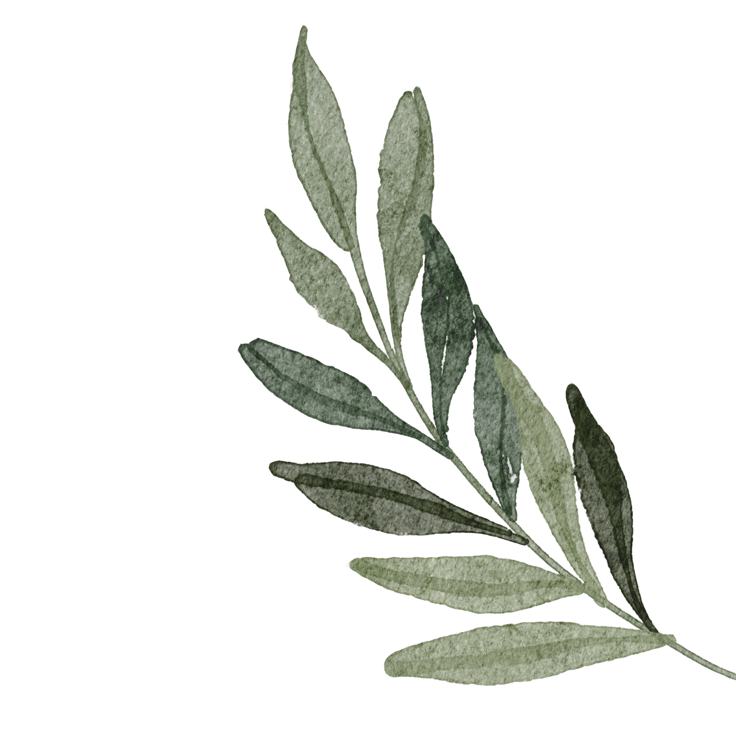 Green branch with leaves in watercolor style