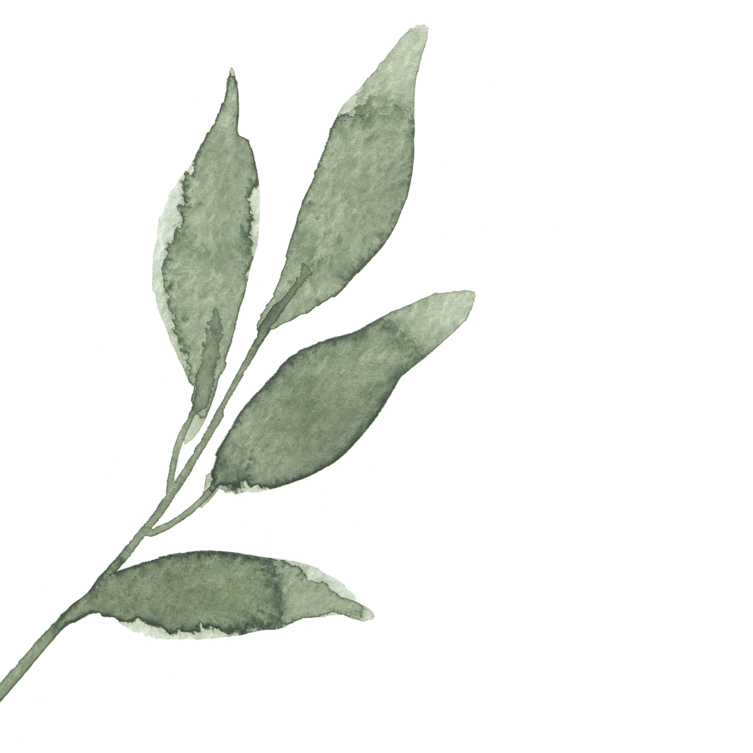 Green branch with leaves in watercolor style
