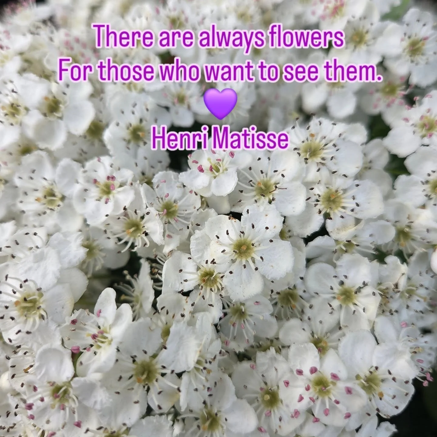 There are always flowers for those who want to see them, Henry Matisse💜
Im very lucky to be able to walk down this lane, which reminds me of growing up in Co. Clare and the wild flowers on the side of the road. It always does my heart good.💜 Nature