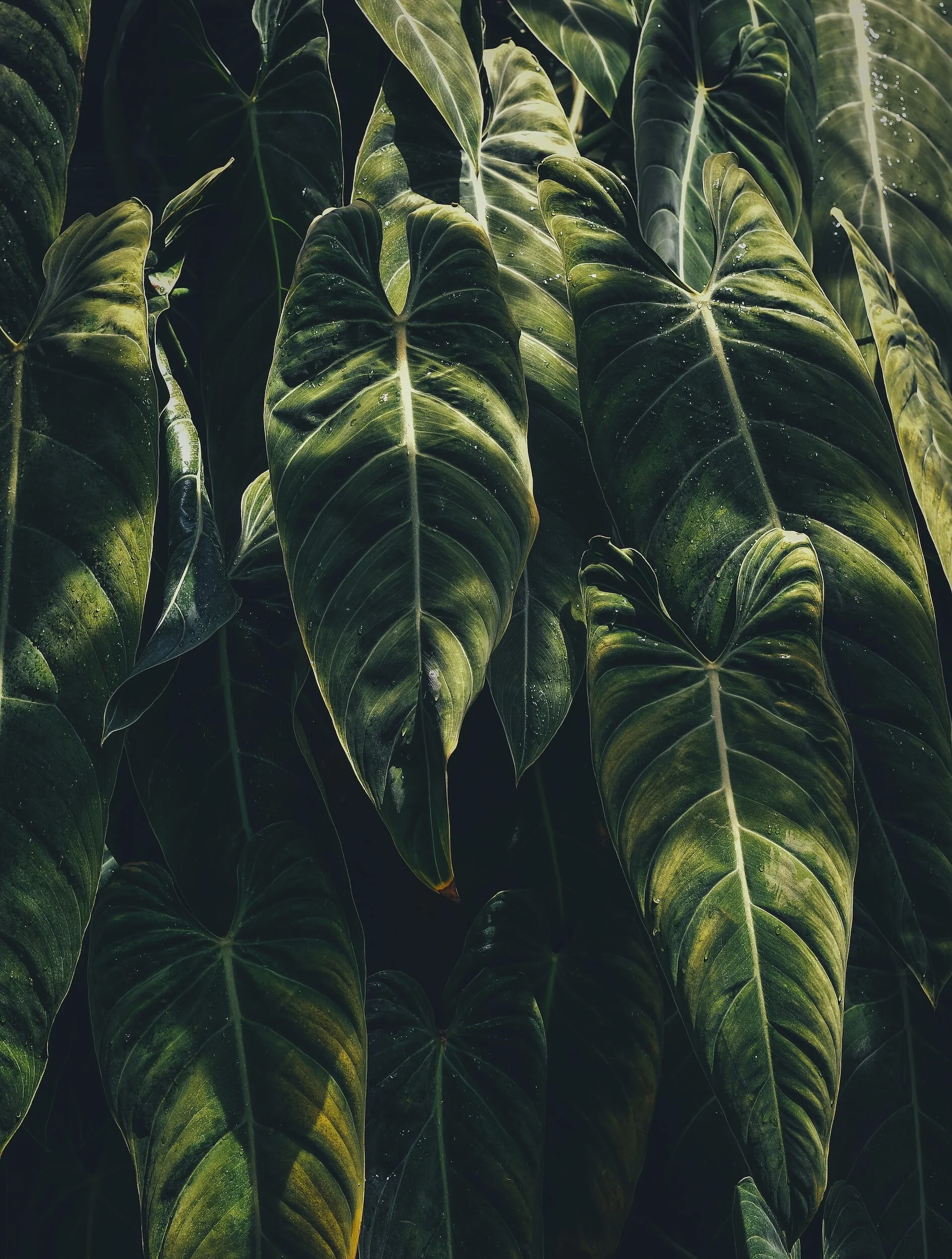 Dense green leaves catching filtered light