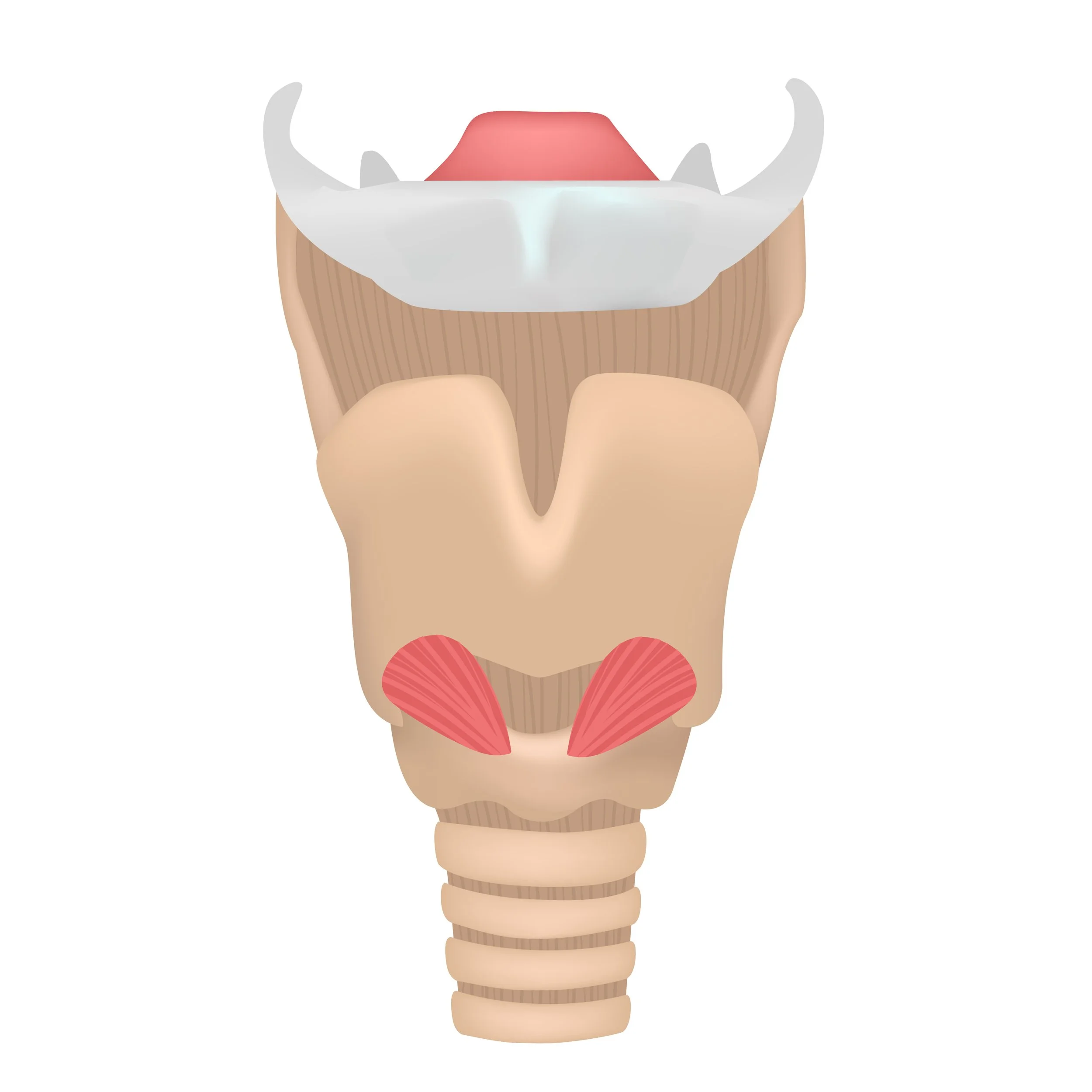 Illustration of the human larynx, showing vocal cords and cartilage structures.