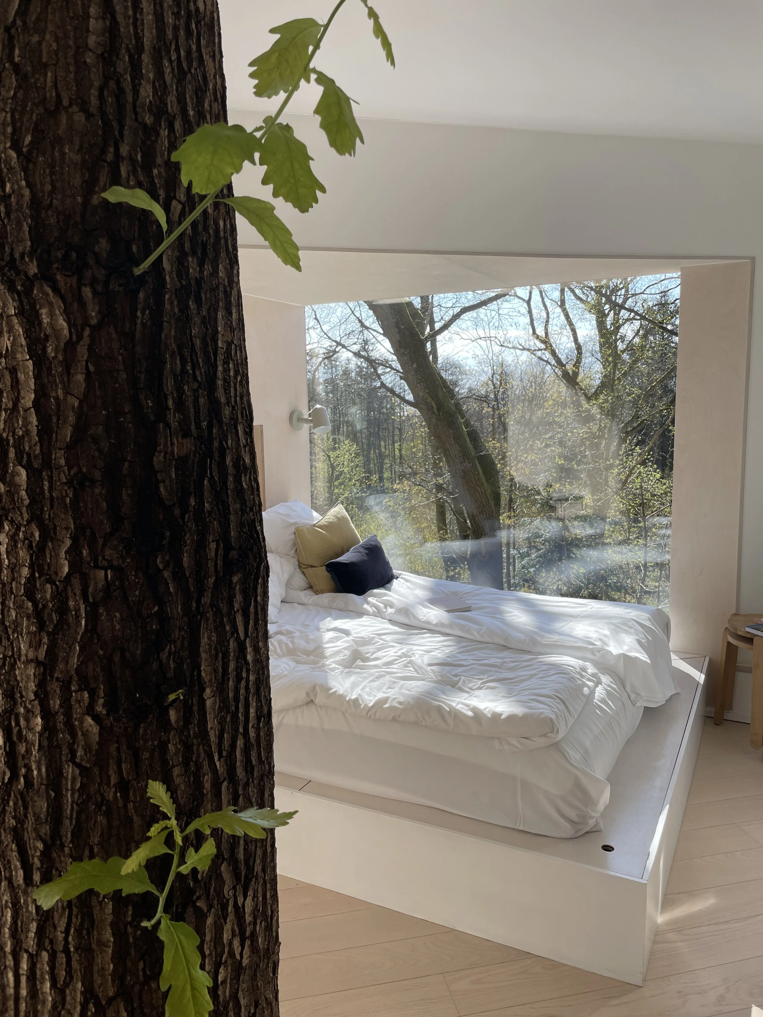 Forest view from Lovtag