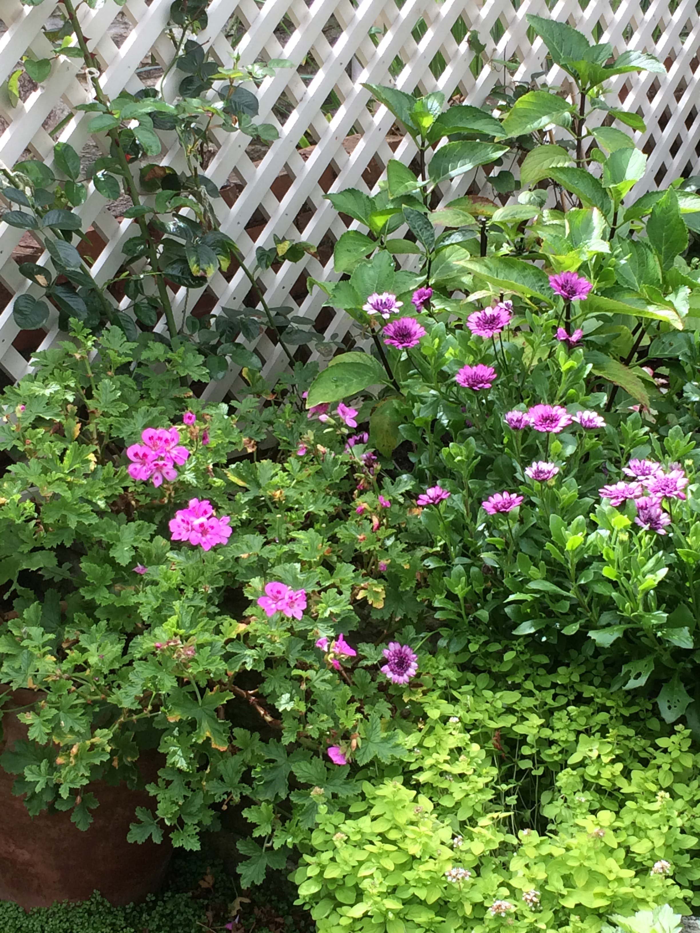 Geraniums enjoy and herbs give fragrance and colour.jpg