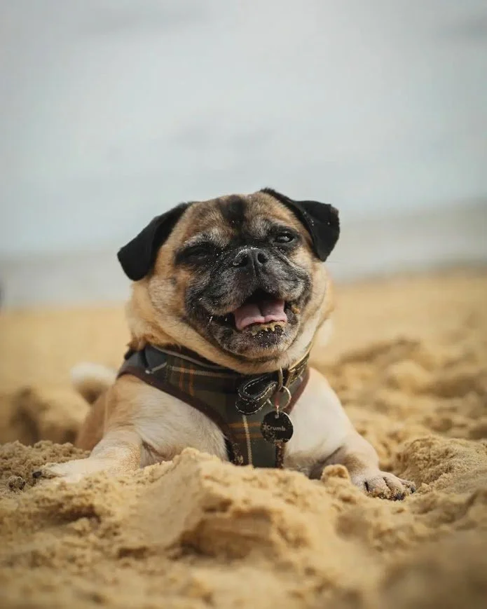 Smiling pug dog lying on sandy ground with a harness and pet tags, in a relaxed outdoor setting.