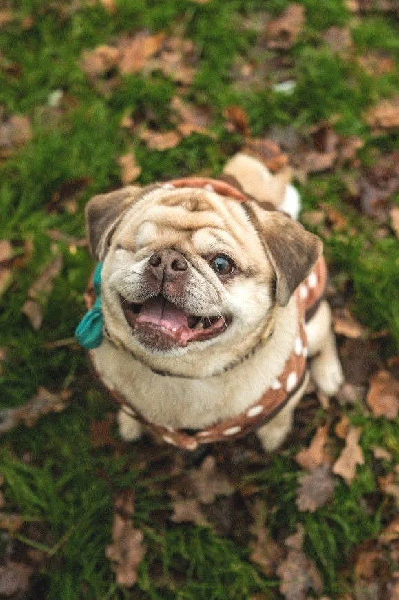 Adorable pug dog wearing a brown polka dot coat, looking up and smiling with one eye partially closed, sitting on a patch of grass and fallen leaves.