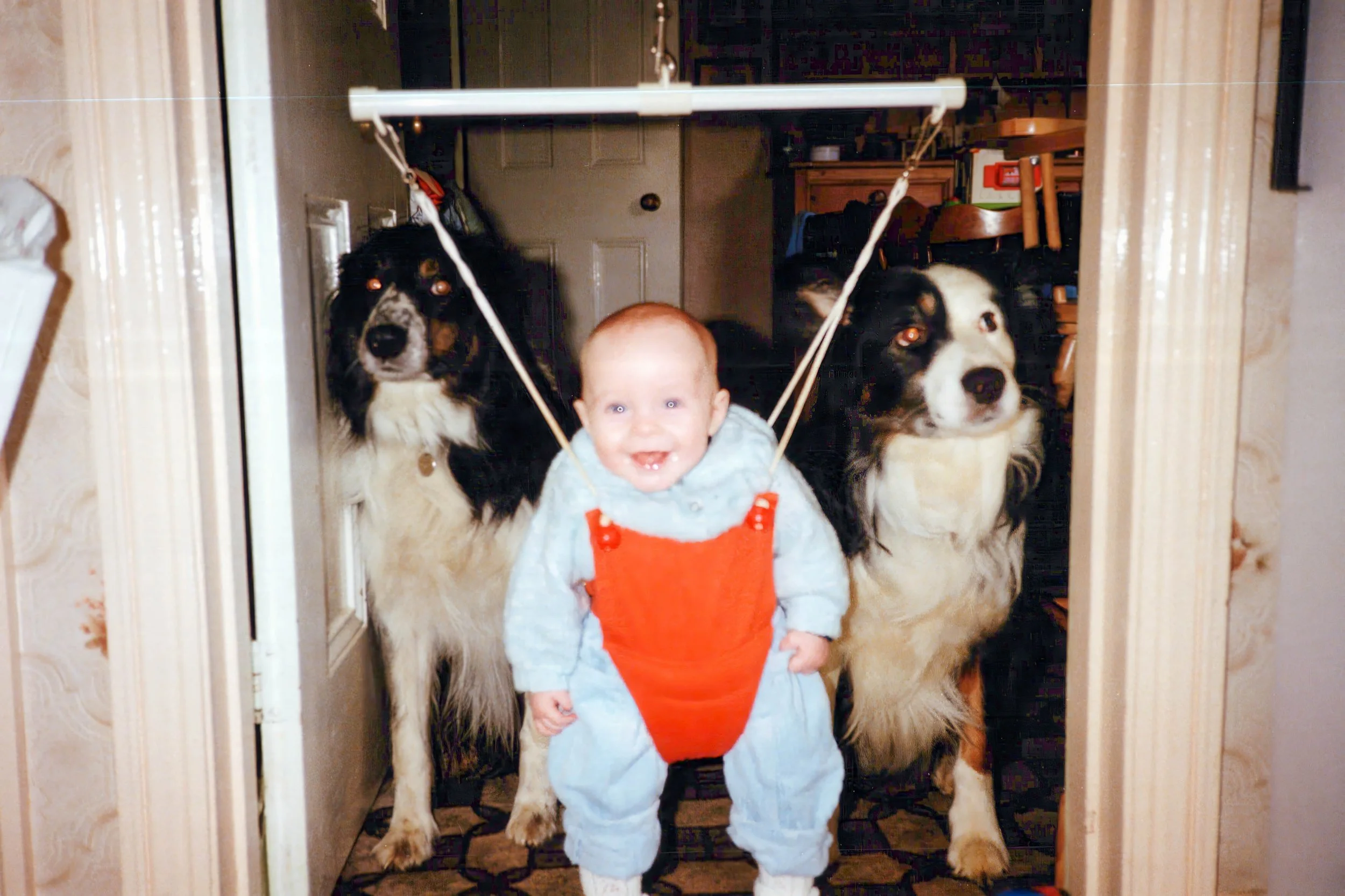 A baby in a blue jumper and red harness seated in a doorway jumper. Two black and white dogs are positioned on either side, looking towards the camera. Indoor setting with visible furniture in the background.