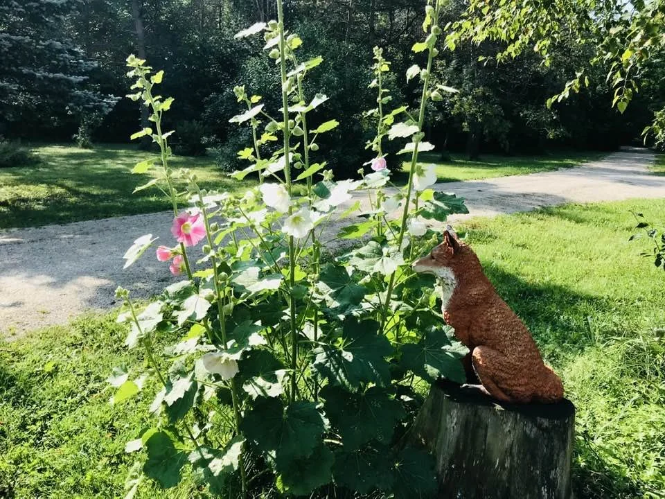 The Enduring Beauty of Hollyhocks