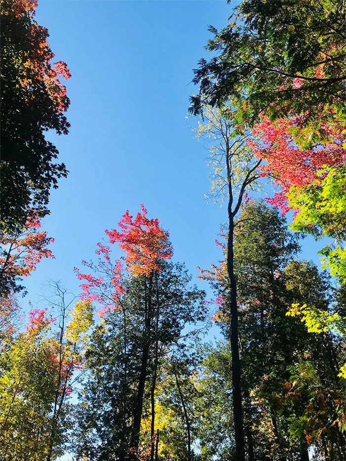 Fall trees with green, red and yellow leaves with a blue sky in the background.
