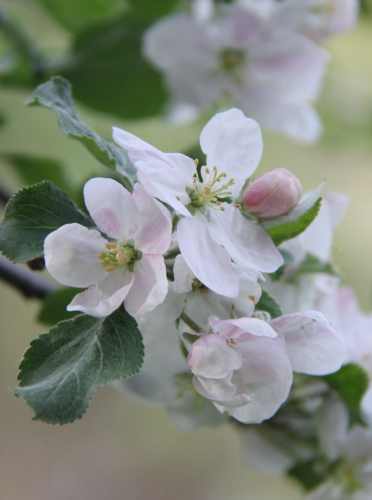 Closeup of a dogwood tree branch with pale pink flowers in bloom and one bud.