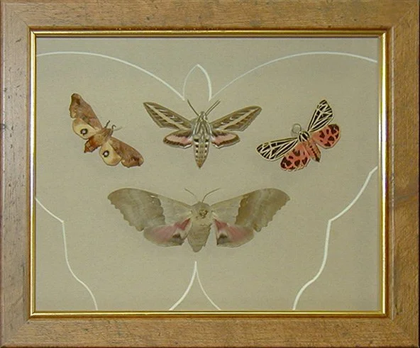 framedmoths.jpg