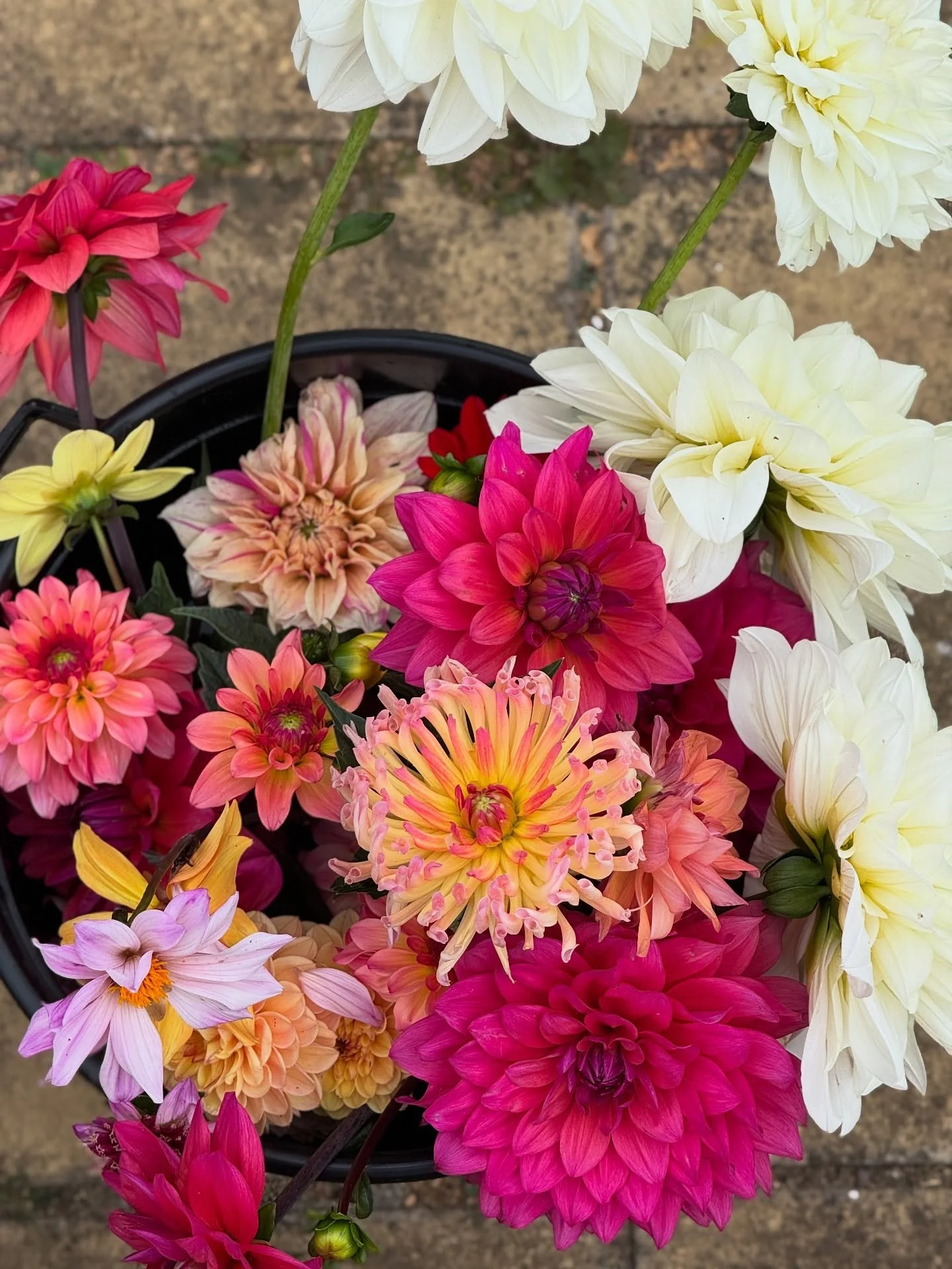 Dahlias &hearts;️

Back in April, I planted my dahlia tubers (20 varieties, one of each) as a bit of experiment to see which varieties worked, which I liked &amp; to see how happy they&rsquo;d be in the soil in the new garden. And wow, have I been ha