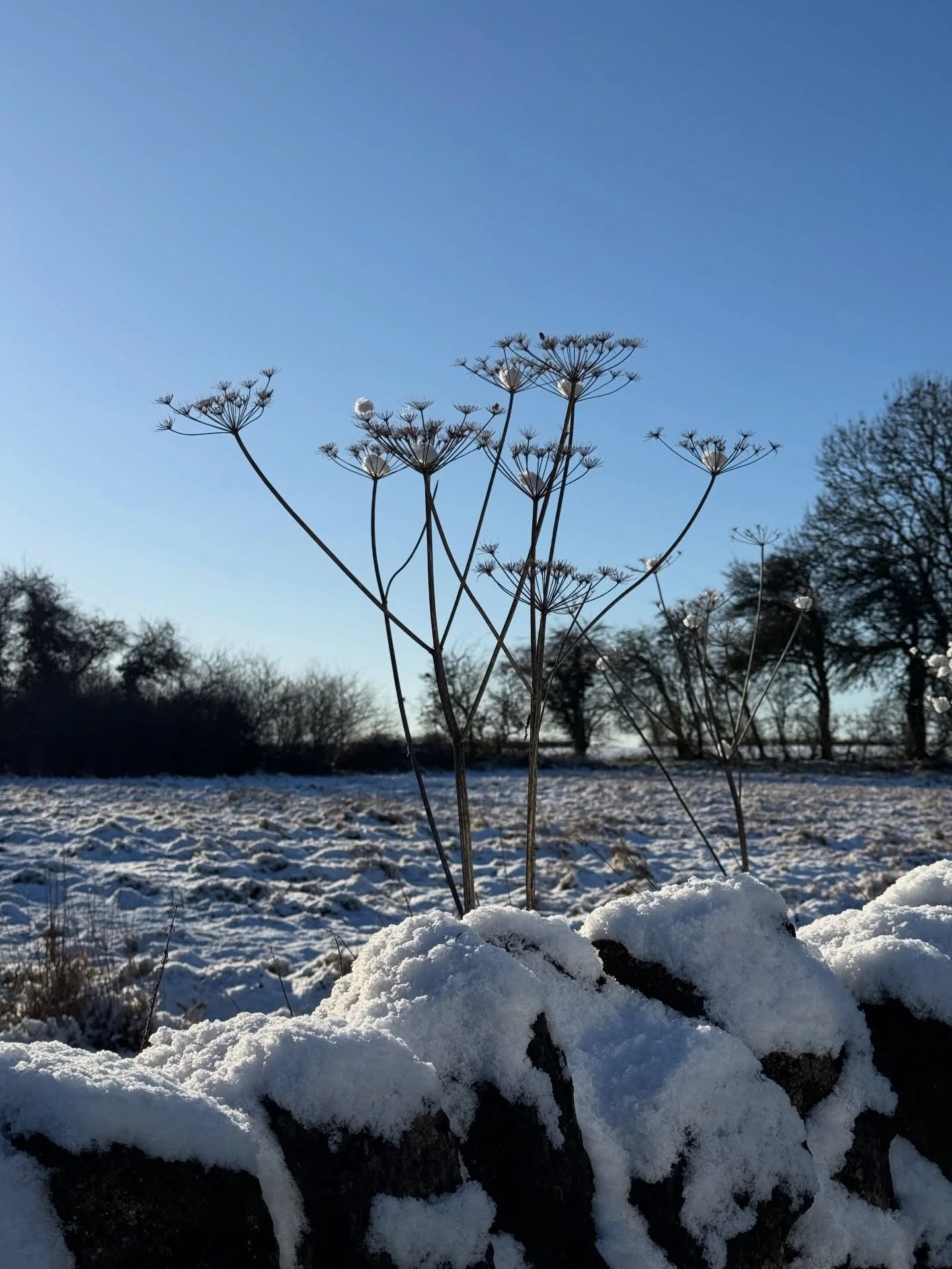 This is why I leave seed heads standing.

Structure, movement &amp; small moments of magic ✨ even in winter.

Little snowballs forming as the sun melts the snow. Unexpected &amp; fleeting.