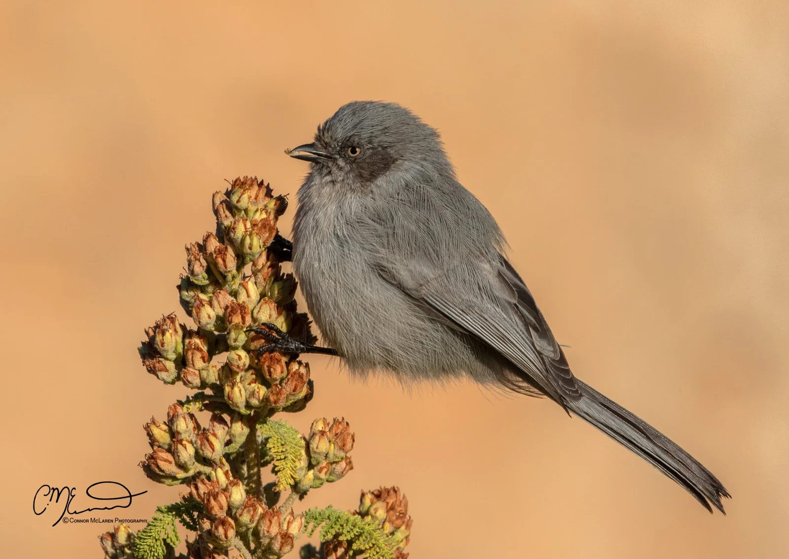 Grand Canyon, south rim, bush tit, Arizona AZ, united states of america, usa. A gray bird perched on a branch with budding flowers against a soft, warm background.