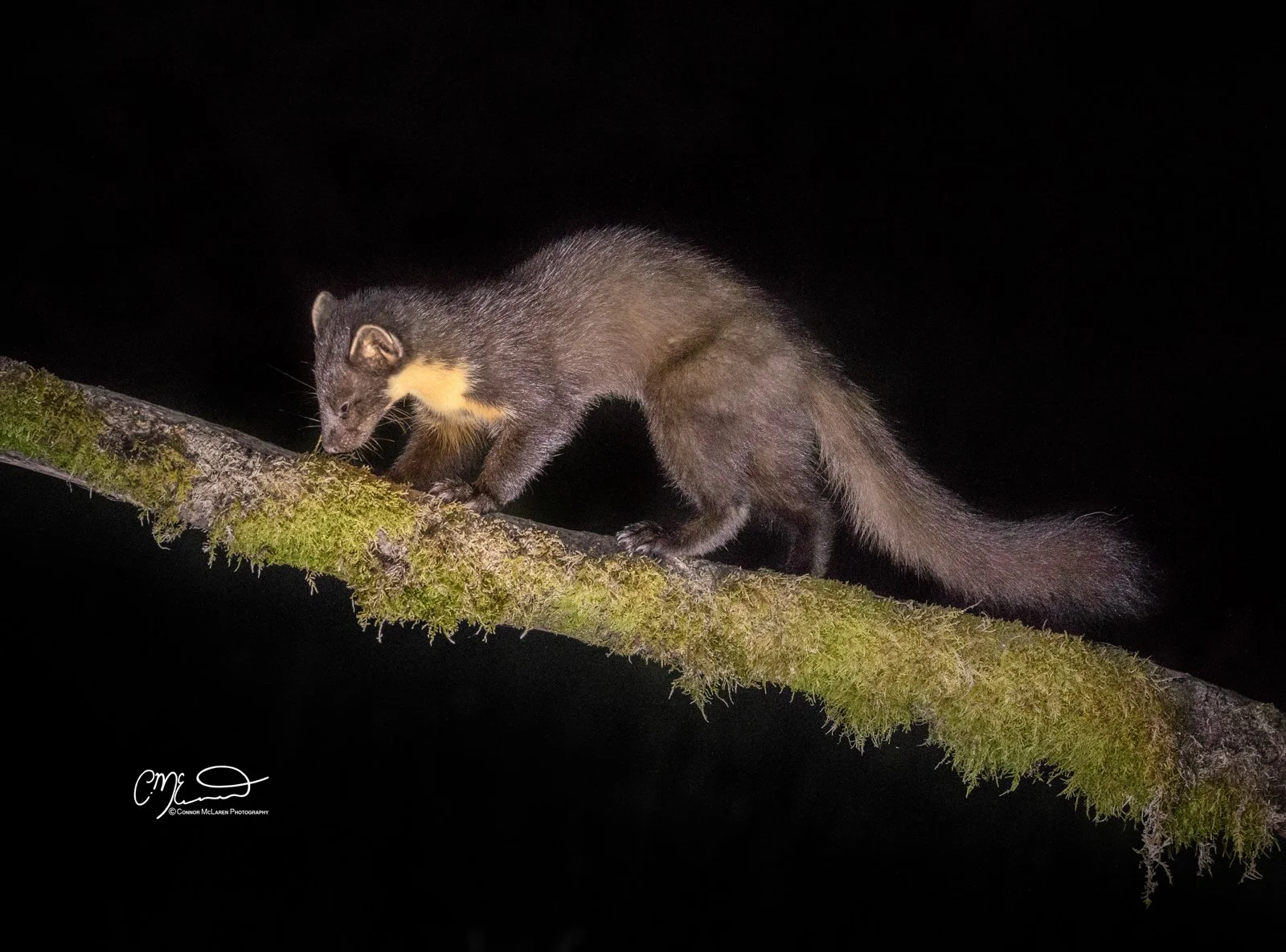 pine marten, Scottish wildlife & nature, Scotland. A west Indian mongoose walking on a moss-covered tree branch at night.