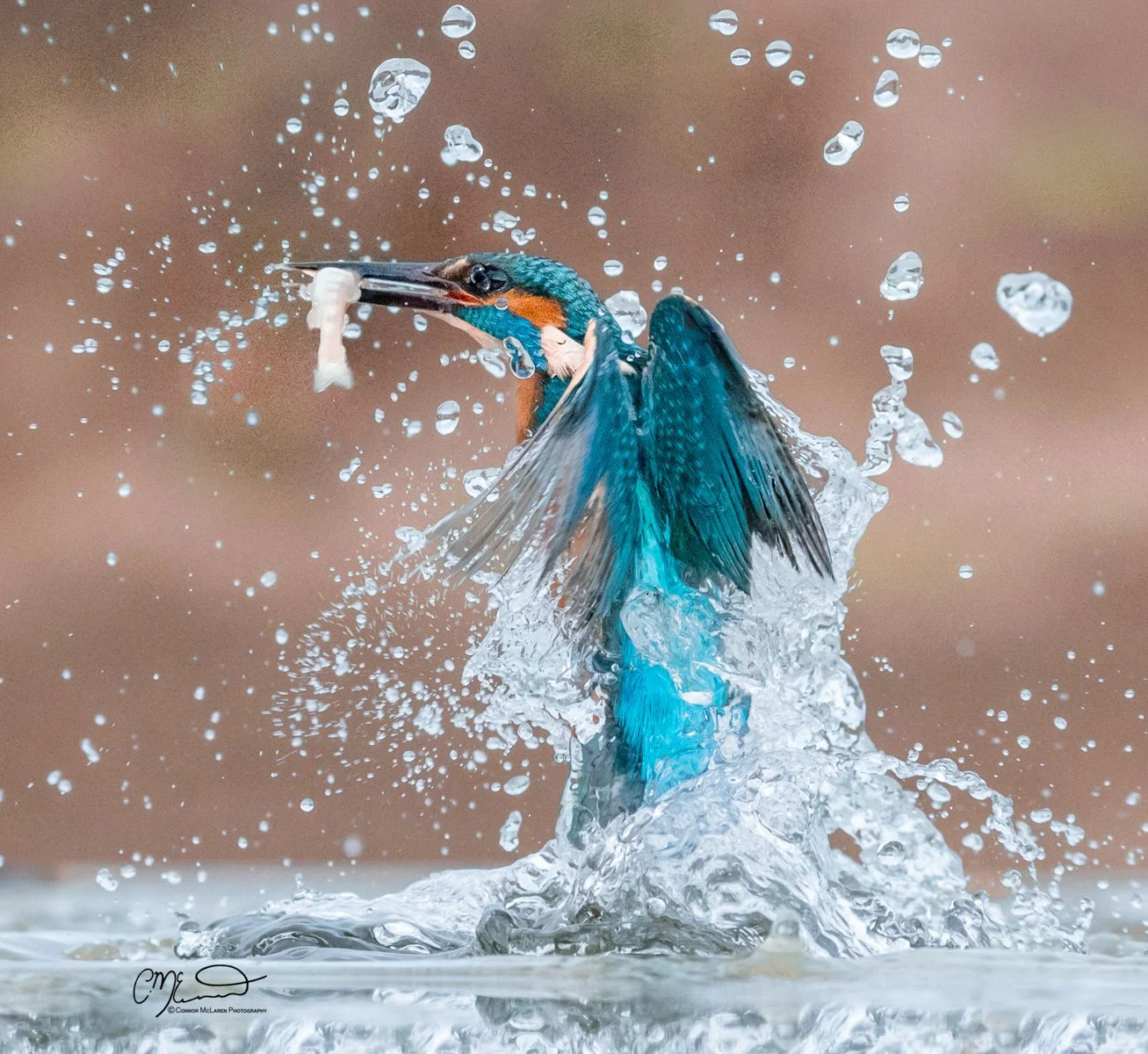 common kingfisher, Scottish wildlife & nature, Scotland. A kingfisher bird emerging from water with a fish in its beak, creating a splash.