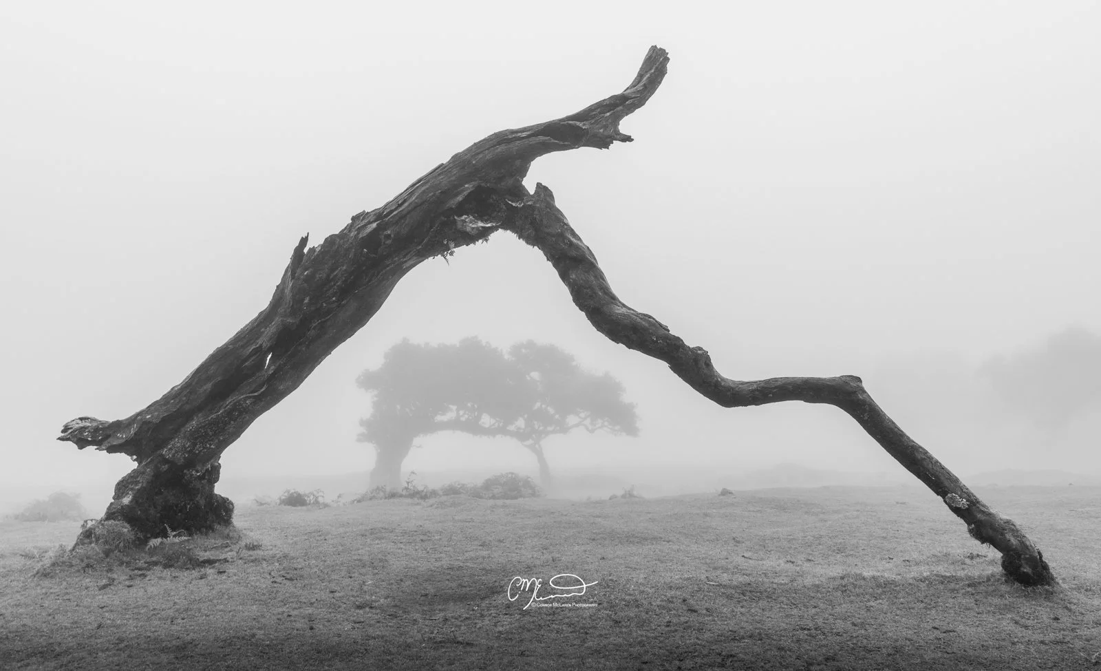 Laurel tree, Fanal Forest, Madeira Portugal. Black and white photo of a large, curved, fallen tree in an open field with foggy background and distant trees.