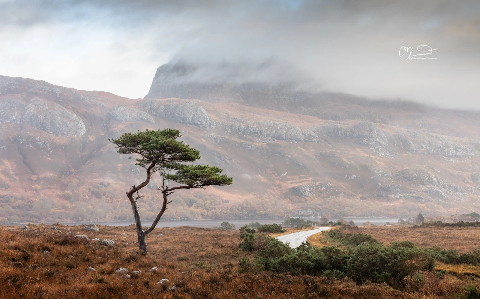 Scotland, north coast 500, NC500, Loch Maree. A solitary, bent pine tree stands in a grassy field with rocks, with a winding road and a fog-covered mountain in the background.