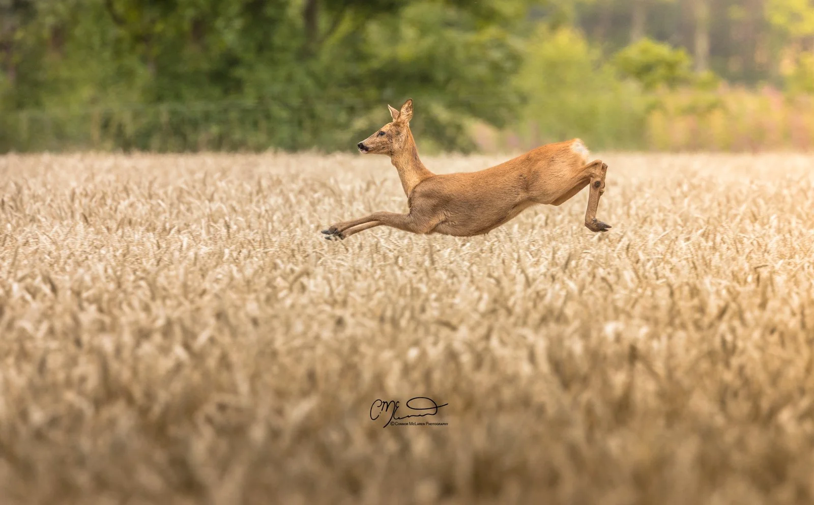 roe deer, Scottish wildlife & nature, Scotland. A deer running through a golden wheat field with a background of green trees and a soft cloudy sky.