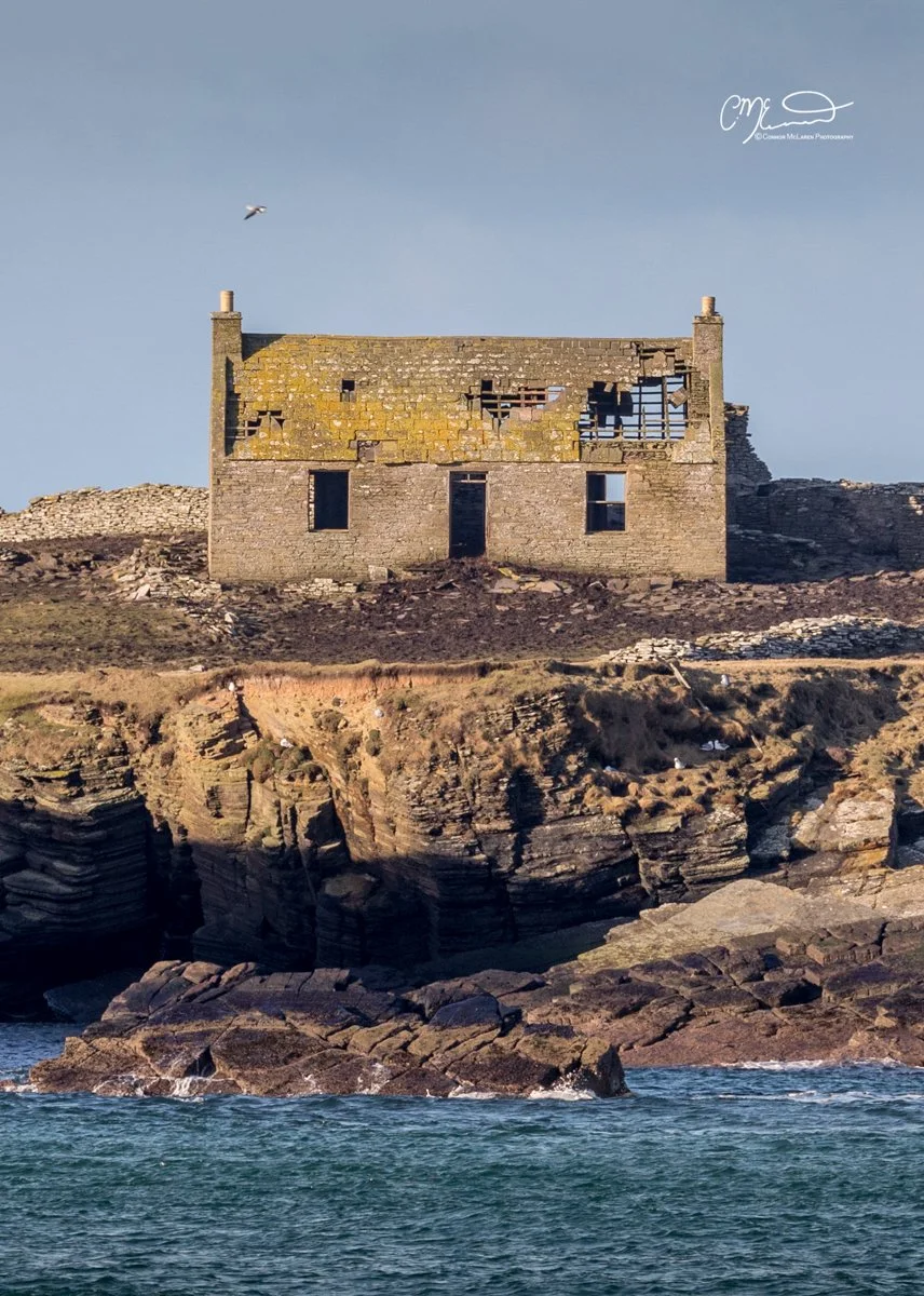 Orkney, Scotland. An abandoned, dilapidated stone house with a damaged roof on a rocky coastline, with a bird flying in the sky.