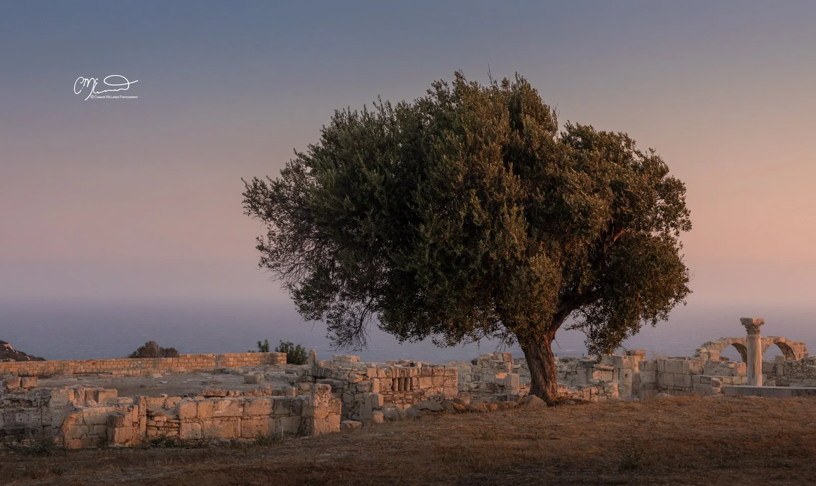 kourion, Cyprus. A large tree with dense green foliage standing among ancient stone ruins, with the sea and a clear sky in the background.