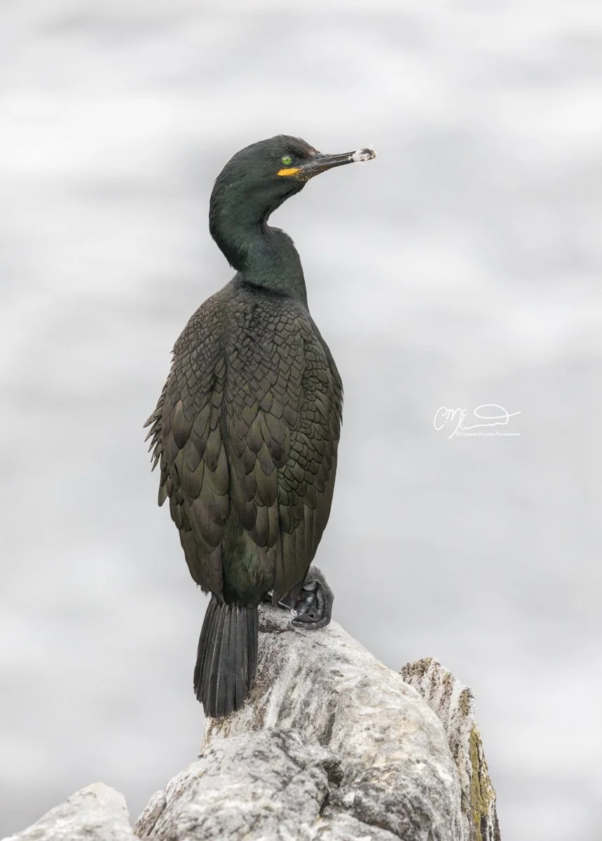 cormorant, Scottish wildlife & nature, Scotland. A black cormorant bird perched on a large rock with a cloudy sky in the background, holding a small fish in its beak.